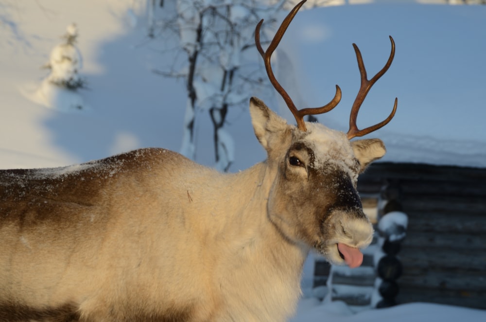 a close up of a deer in the snow