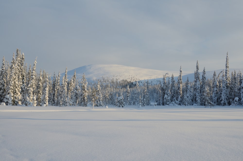 a snow covered field with trees and a mountain in the background