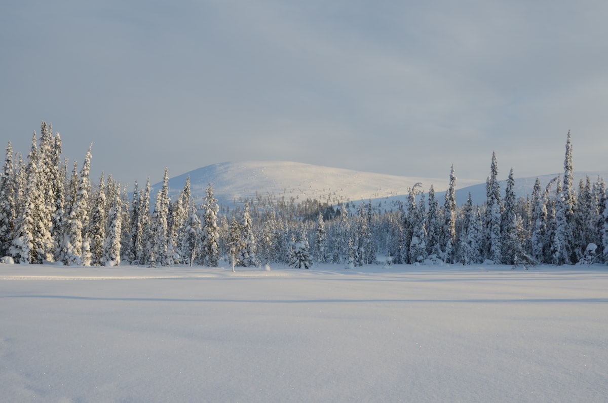Aerial view of a snow-covered Finnish Lapland landscape with frozen lakes and pine forests at dusk