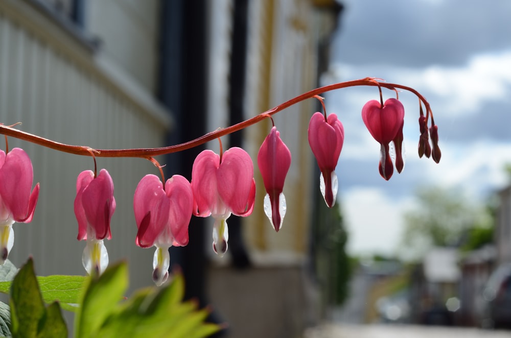 a plant with pink flowers hanging from it's stems