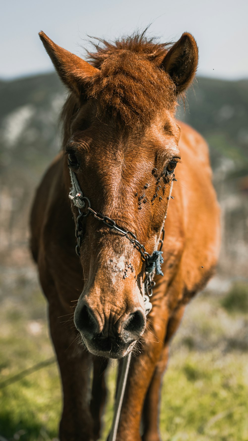 a brown horse standing on top of a lush green field