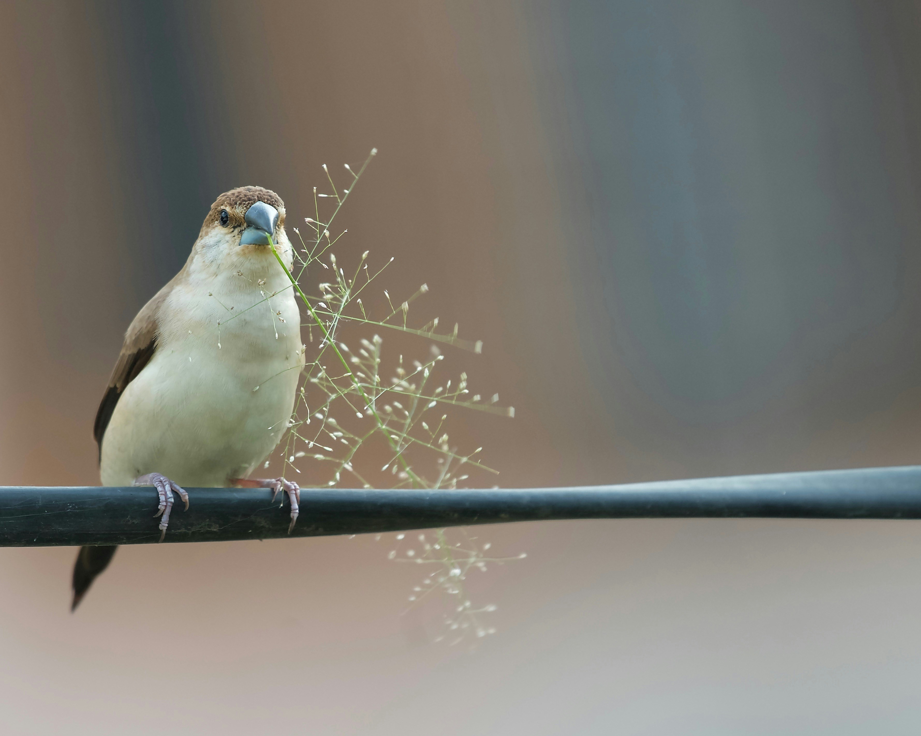 a bird perched on a wire with a plant in the background