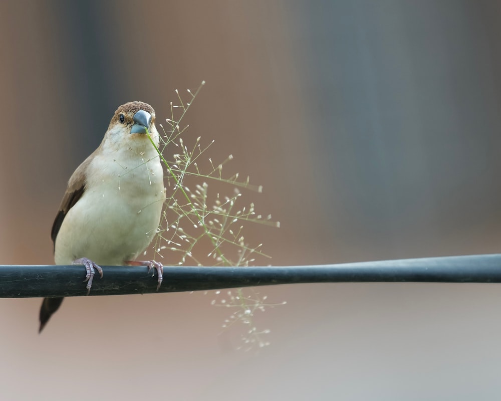 a bird perched on a wire with a plant in the background