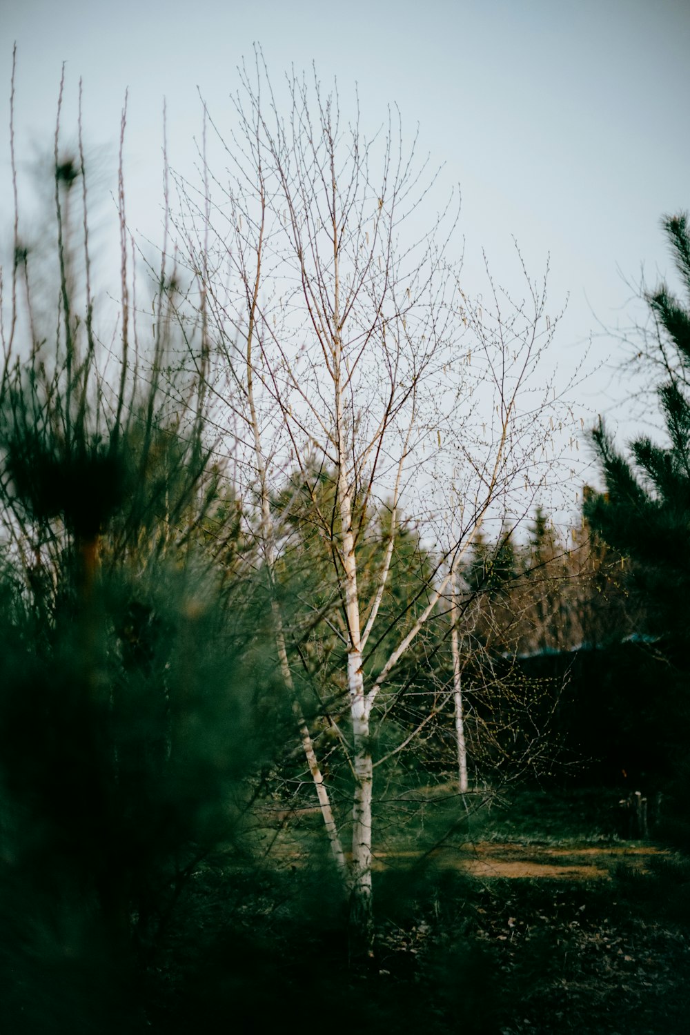 a small white tree in the middle of a field