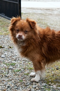 A fluffy, brown dog with a white chest and paws stands poised on a gravel path. The dog's fur is thick and well-groomed, and it gazes with an alert expression. The background includes a black gate and a blurry outdoor setting.