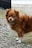 A fluffy, brown dog with a white chest and paws stands poised on a gravel path. The dog's fur is thick and well-groomed, and it gazes with an alert expression. The background includes a black gate and a blurry outdoor setting.