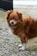A fluffy, brown dog with a white chest and paws stands poised on a gravel path. The dog's fur is thick and well-groomed, and it gazes with an alert expression. The background includes a black gate and a blurry outdoor setting.