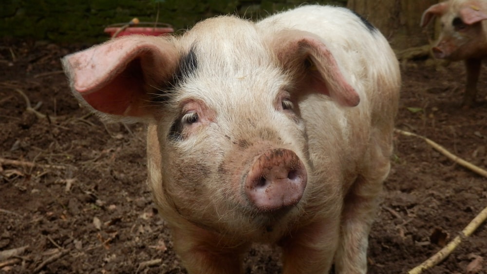 a small pig standing on top of a dirt field