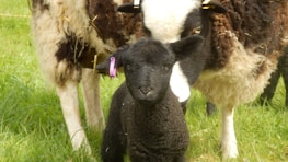 A black lamb standing in front of a sheep with a black and white wool coat. The lamb has a purple tag on its left ear, and the animals are standing on a grassy field.