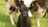 A black lamb standing in front of a sheep with a black and white wool coat. The lamb has a purple tag on its left ear, and the animals are standing on a grassy field.