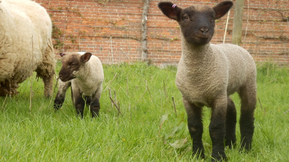 a baby sheep standing next to an adult sheep
