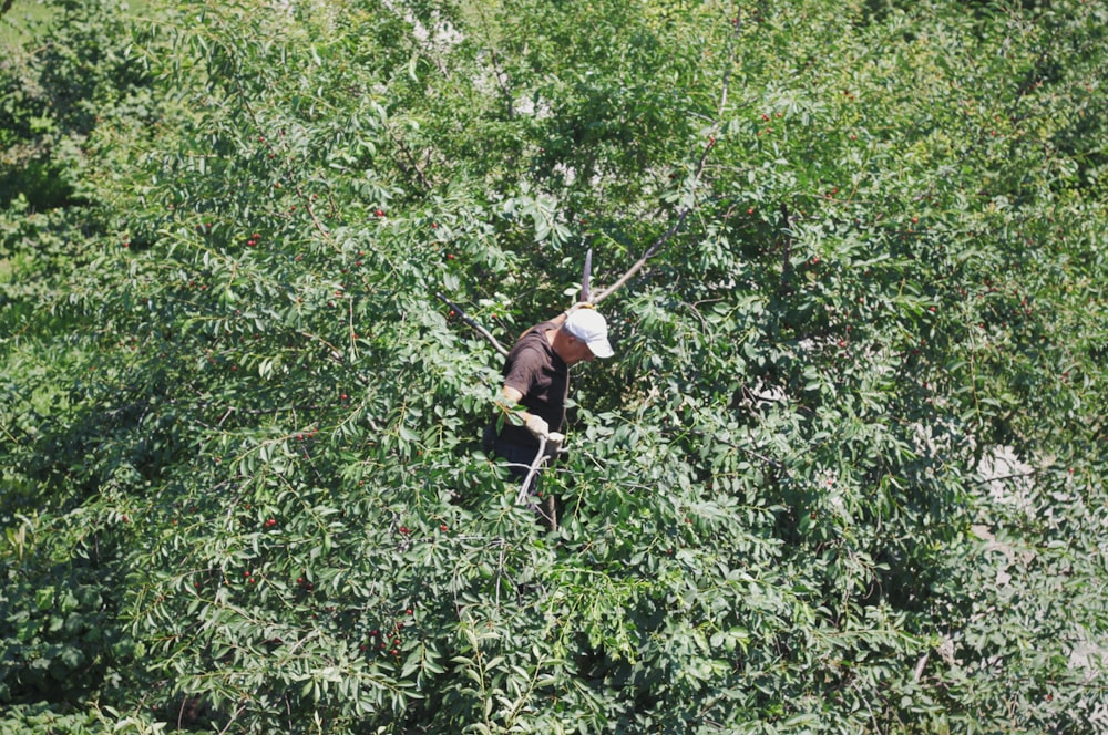 a man climbing up a tree in a forest