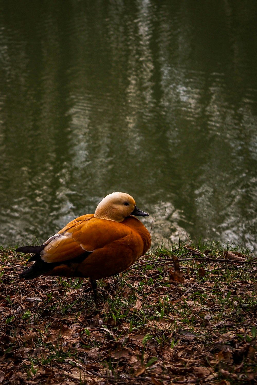 a duck sitting on the ground next to a body of water