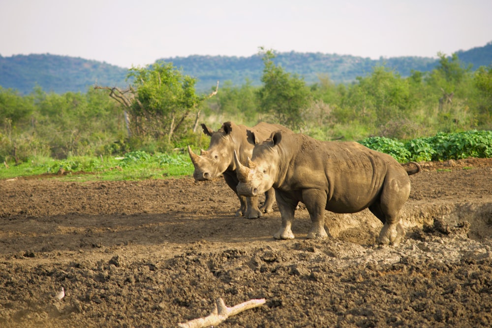 a couple of rhinos that are standing in the dirt