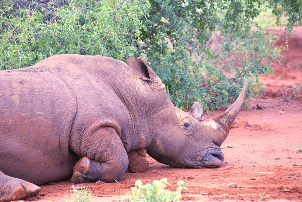 a rhino laying down on a dirt road