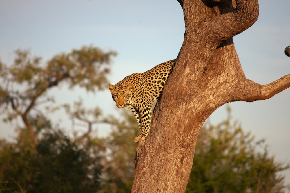 a leopard is climbing up a tree branch