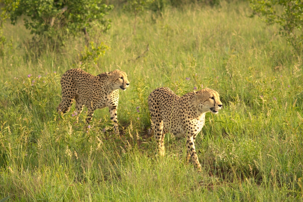 a couple of cheetah walking across a lush green field