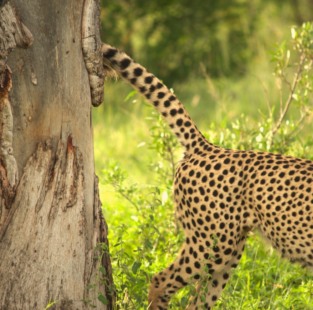 a cheetah standing next to a tree in a field