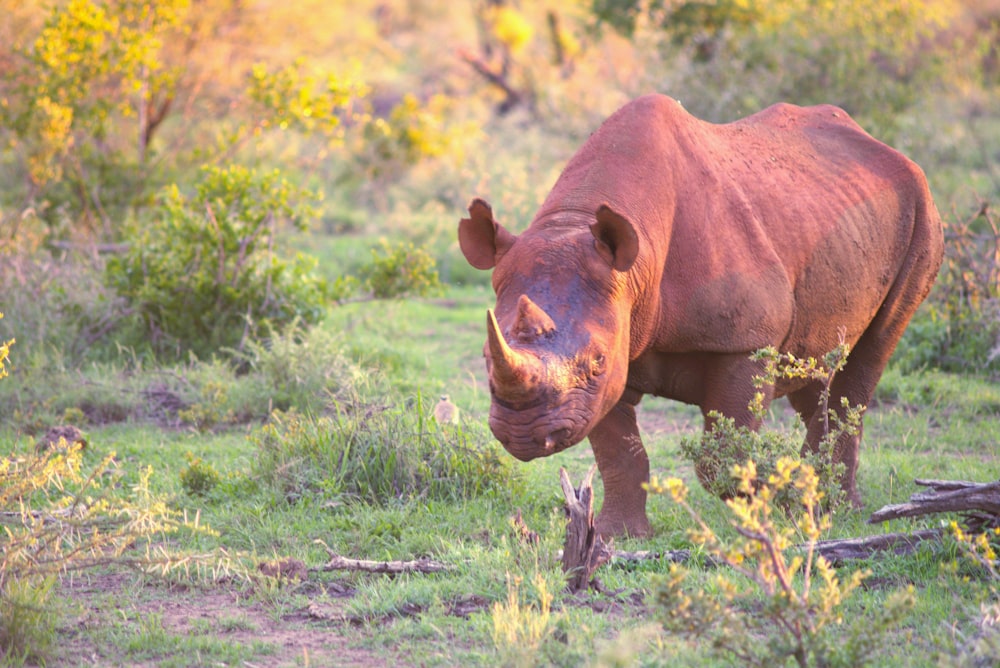 a rhinoceros standing in a grassy field with trees in the background