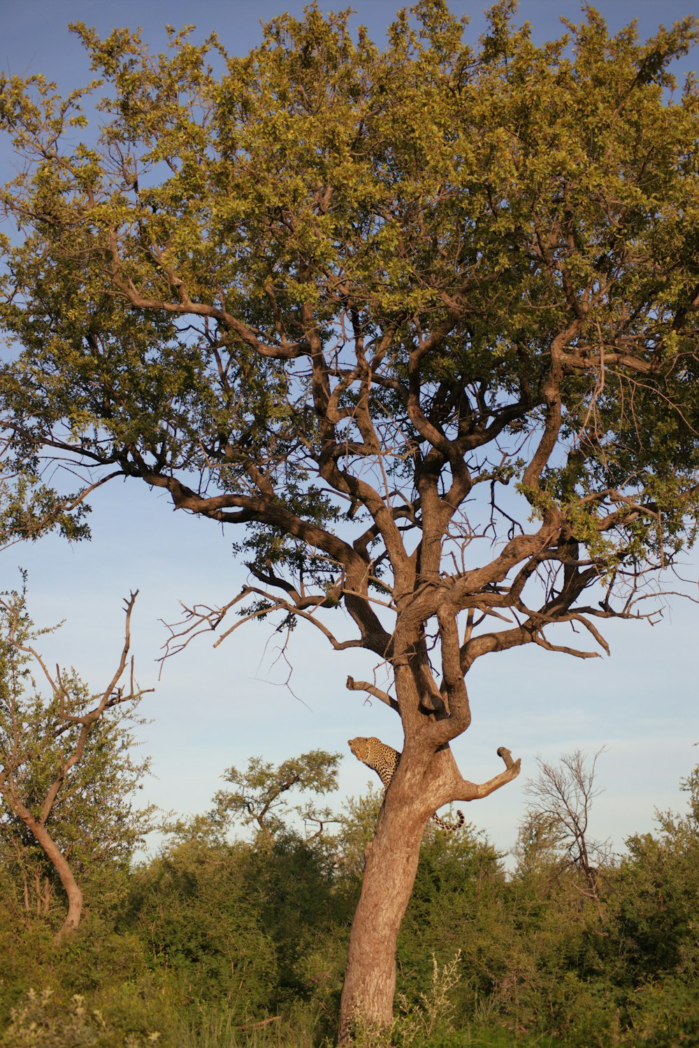 a giraffe standing next to a tall tree