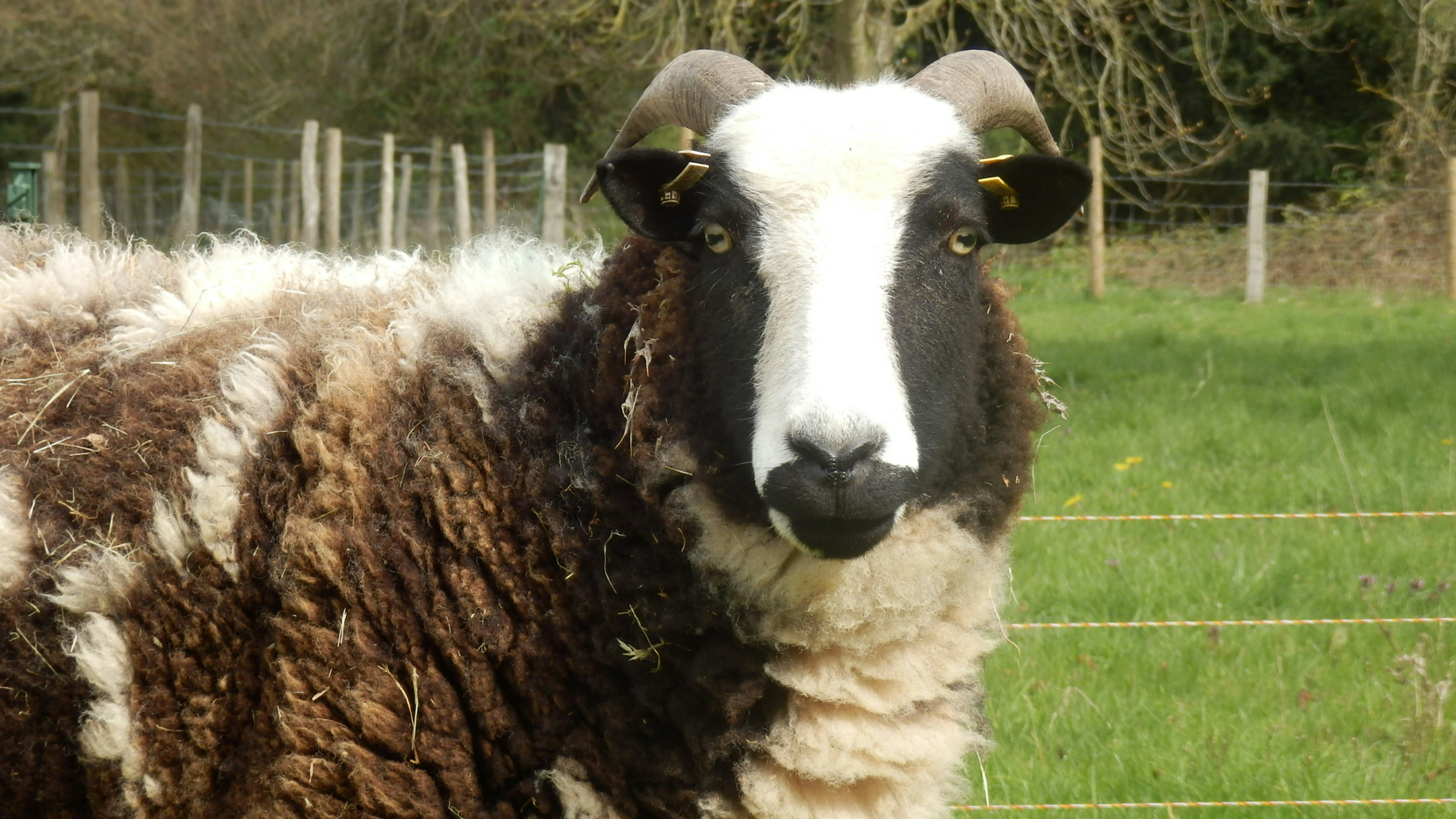 a close up of a sheep in a field