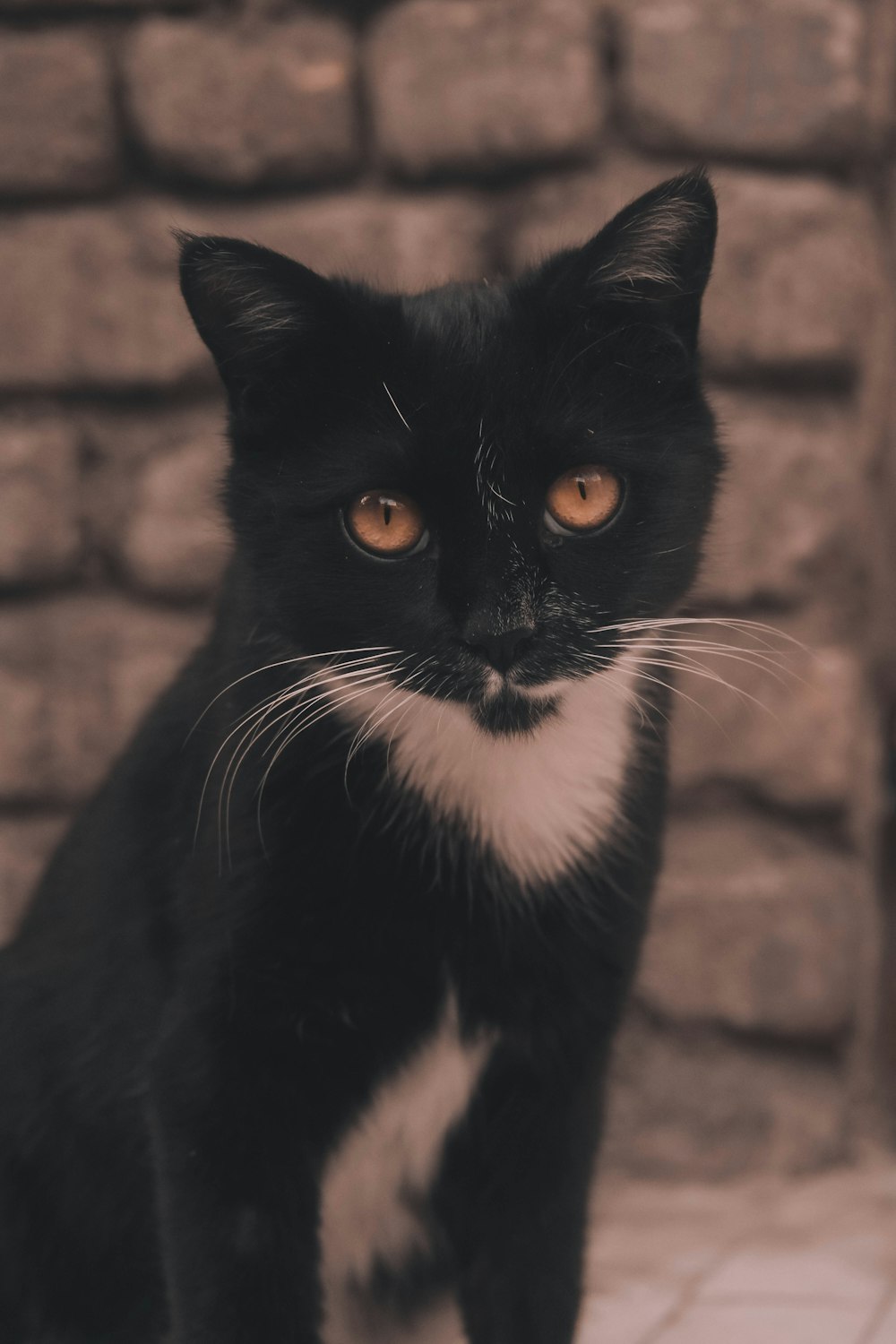 a black and white cat sitting in front of a brick wall
