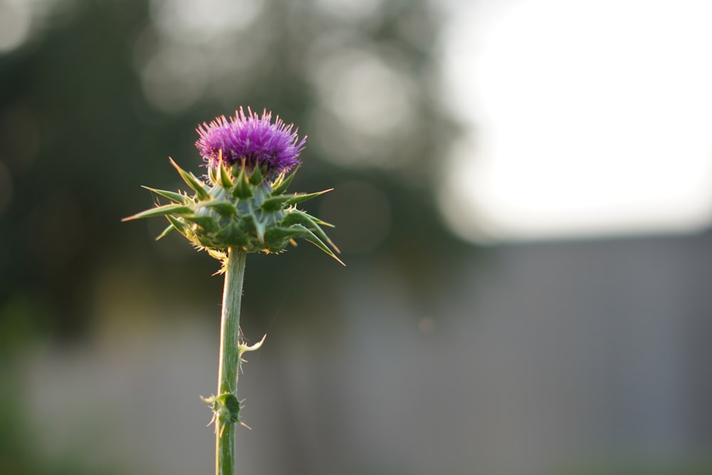 a purple flower with a blurry background