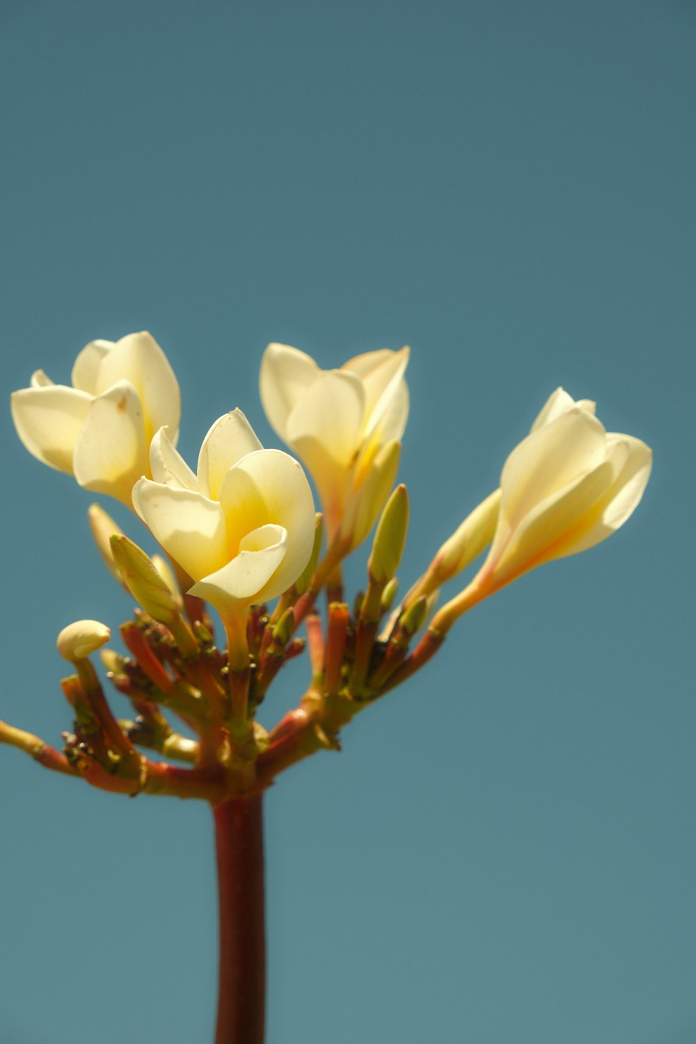a close up of a yellow flower with a blue sky in the background