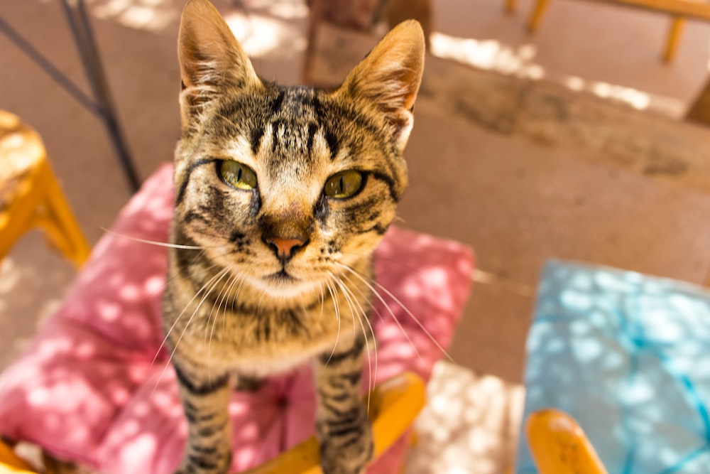 a cat sitting on top of a yellow chair