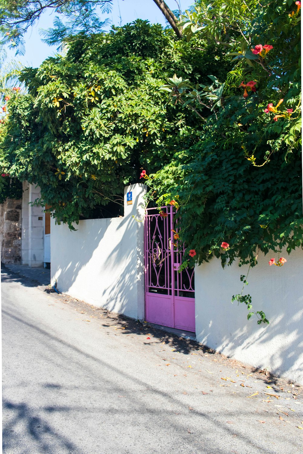 a white wall with a purple gate and flowers on it