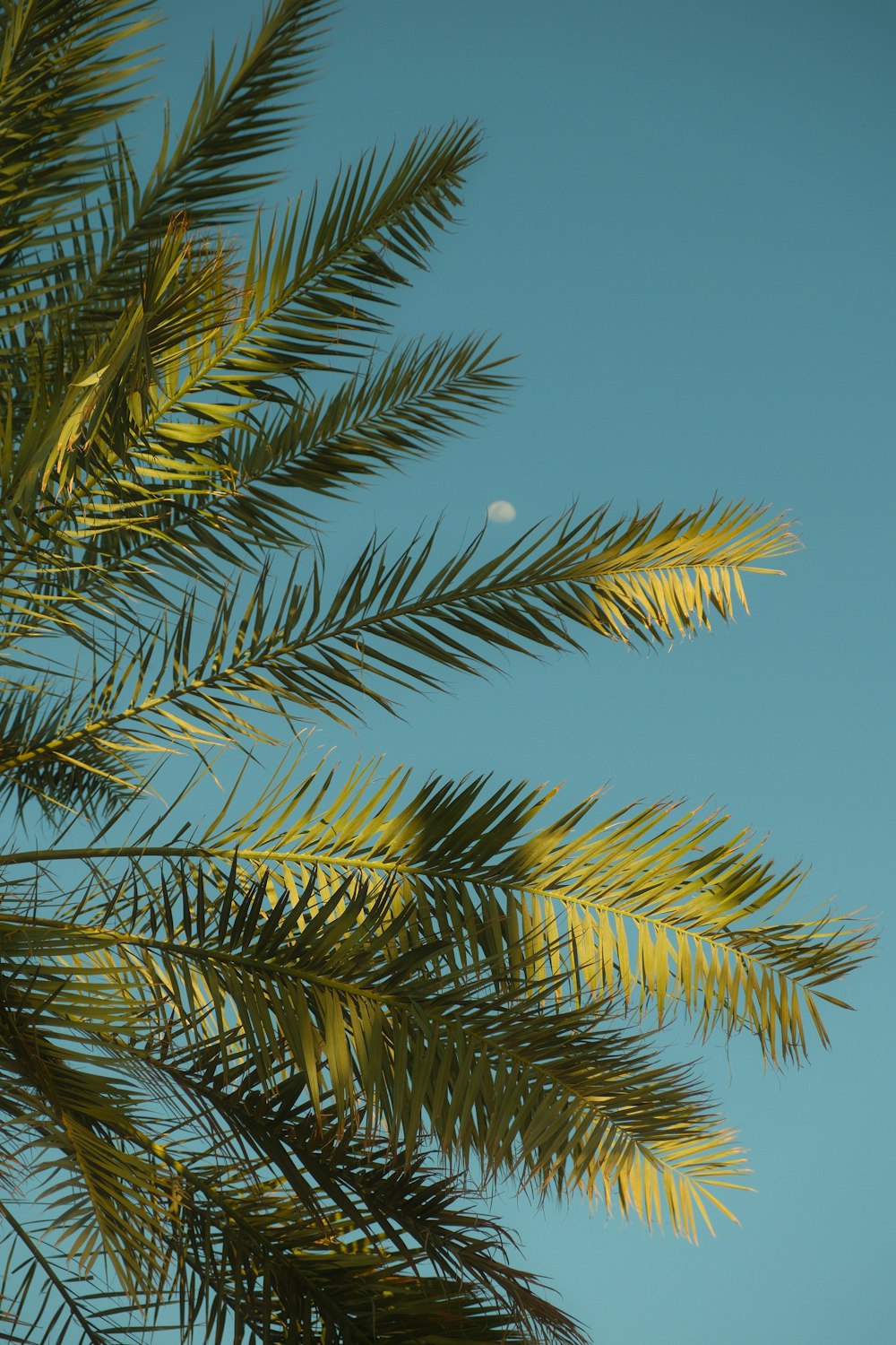 a palm tree with a half moon in the background