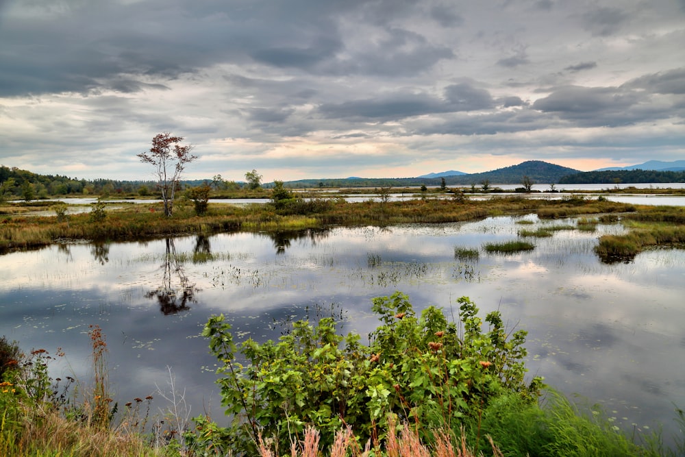 a body of water surrounded by grass and trees