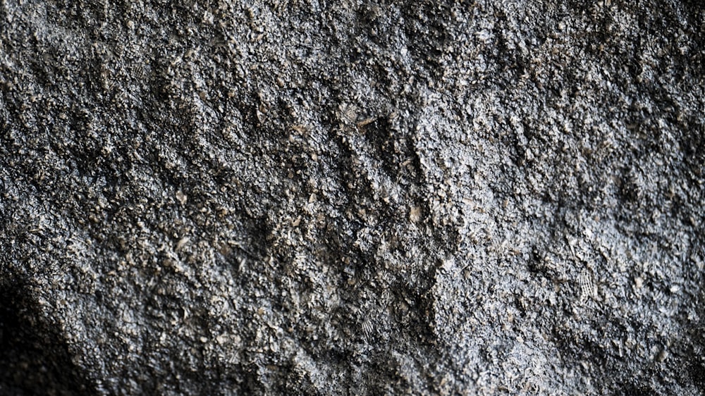 a close up of a rock with a small insect on it