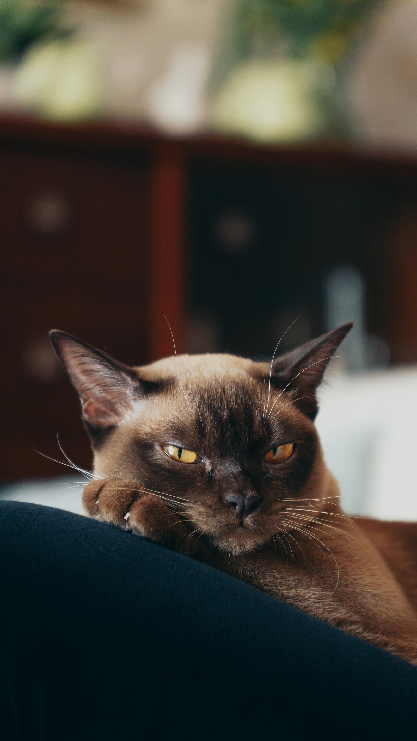 Solid brown sable Burmese cat sitting on a person's lap, photo by Michal Bielejewski on Unsplash