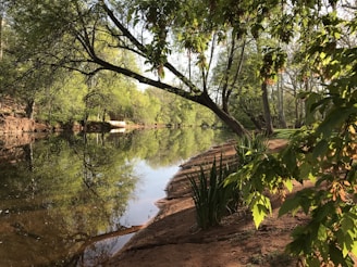 A serene morning scene with soft sunlight filtering through leafy trees beside a calm river.