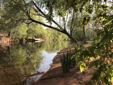 A serene morning scene with soft sunlight filtering through leafy trees beside a calm river.