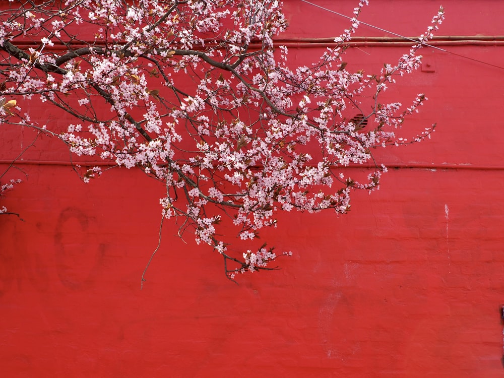 a red wall with a tree with white flowers