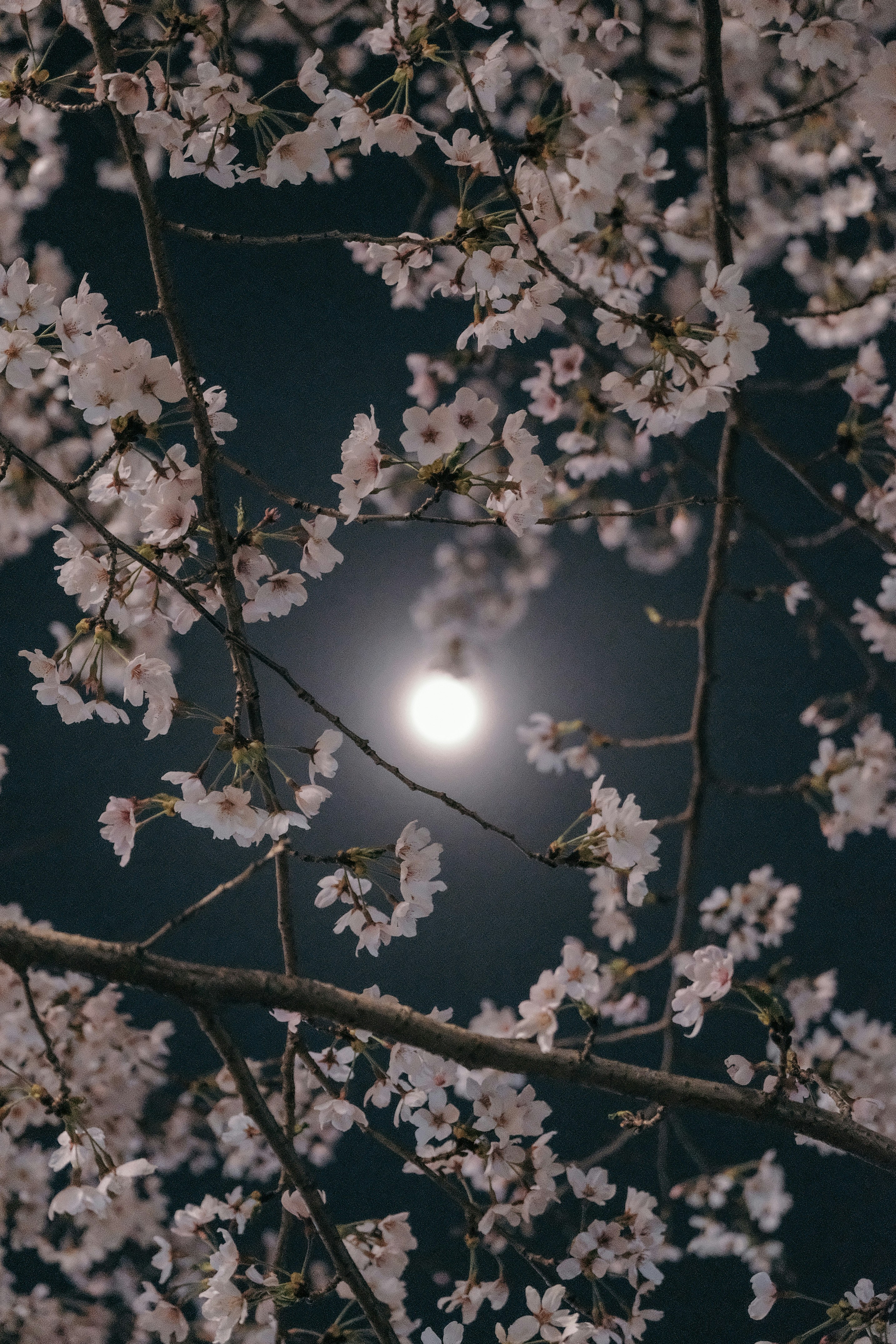 보름달이 나무 가지를 통해 보인다