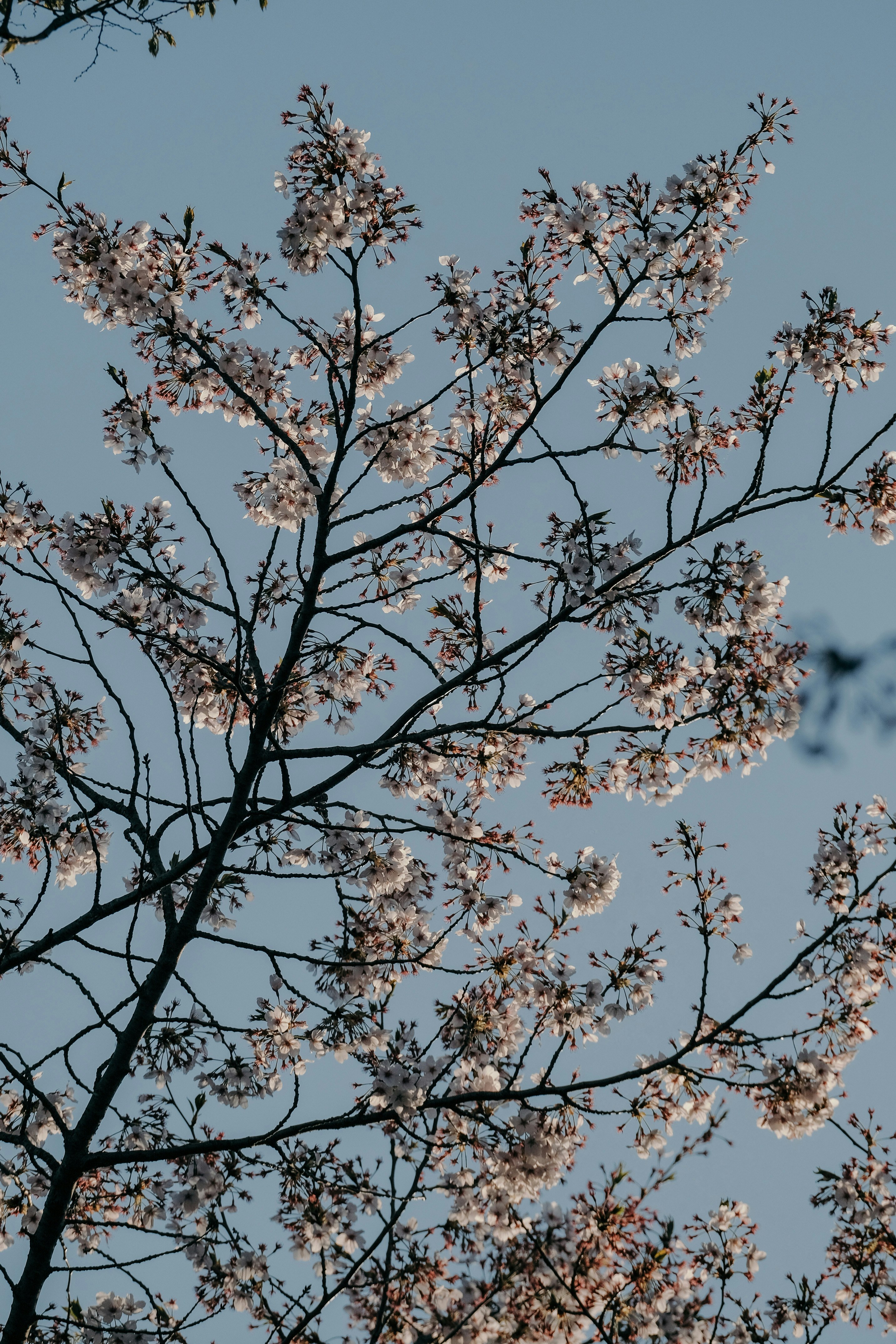 푸른 하늘을 배경으로 꽃이 만발한 나무의 가지