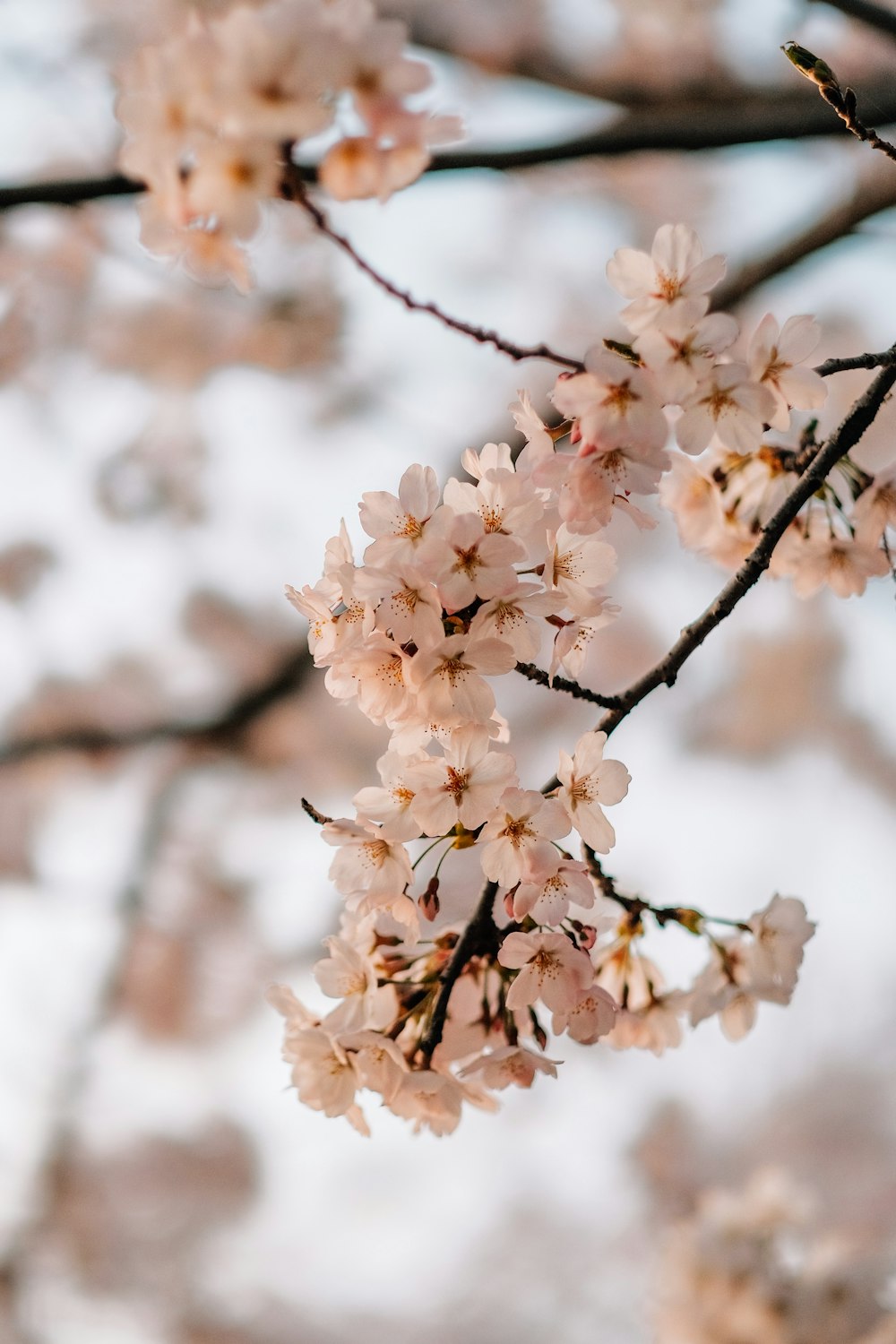 a close up of a tree with pink flowers