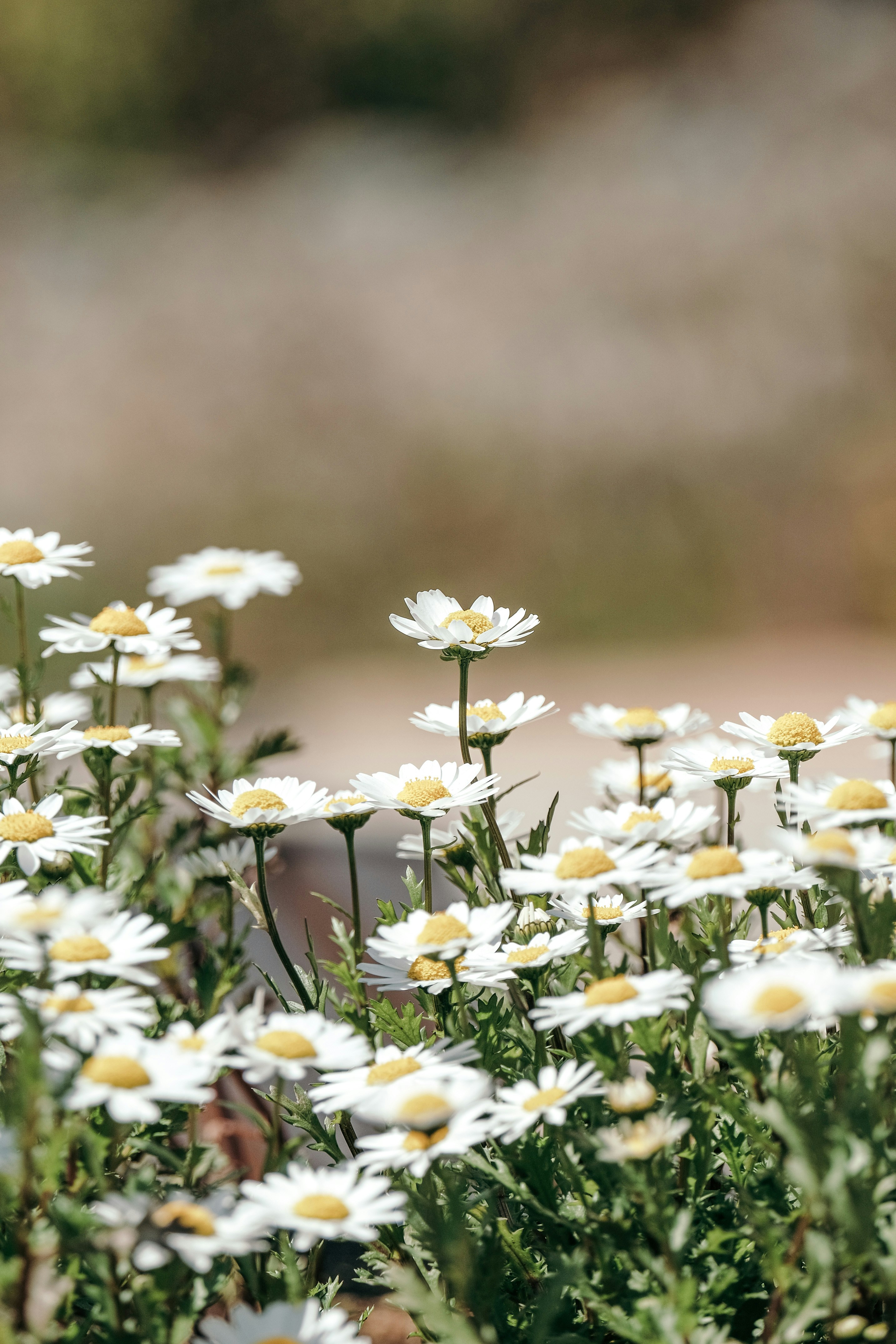 정원에 하얀 데이지 무리