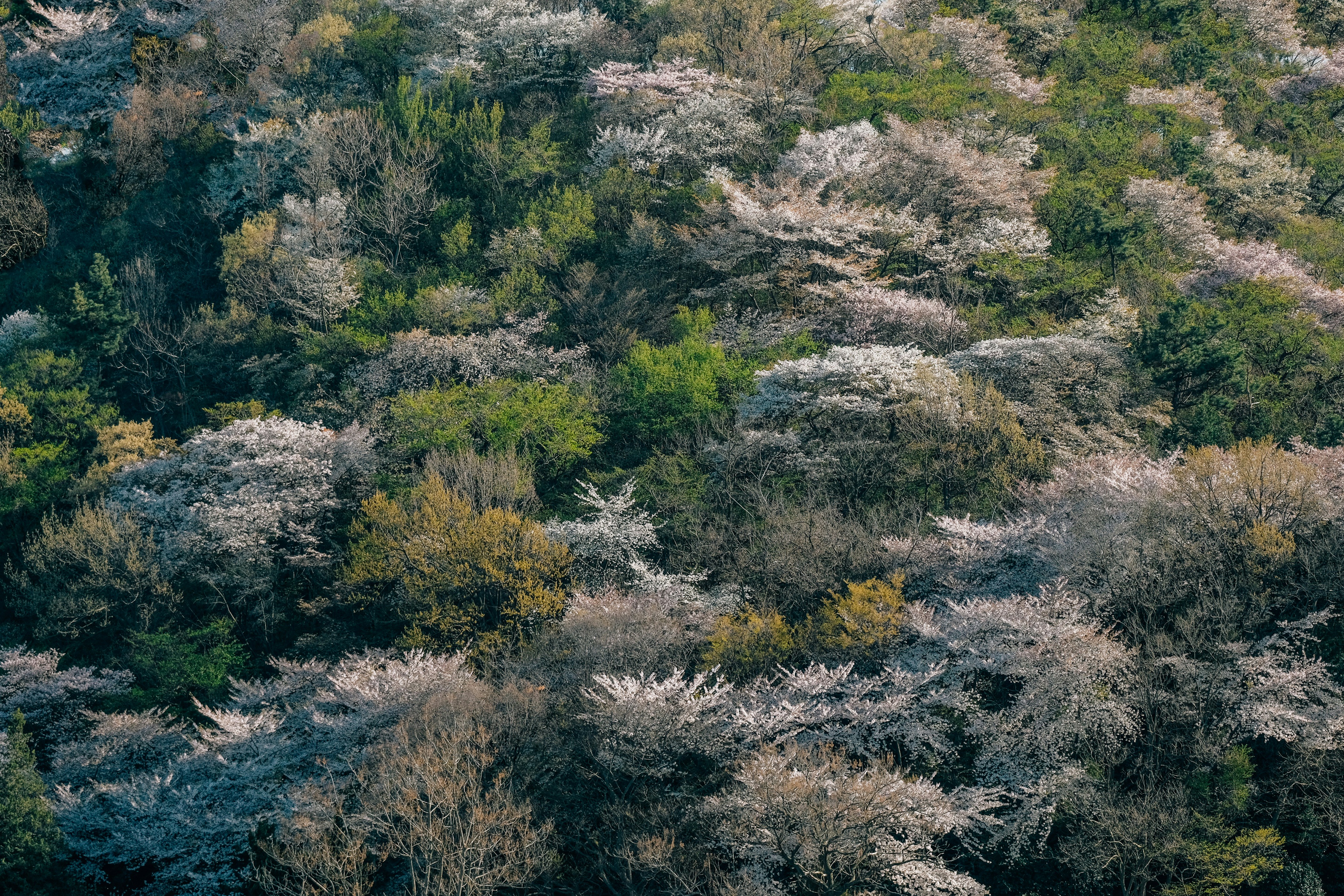 나무가 많은 숲의 조감도