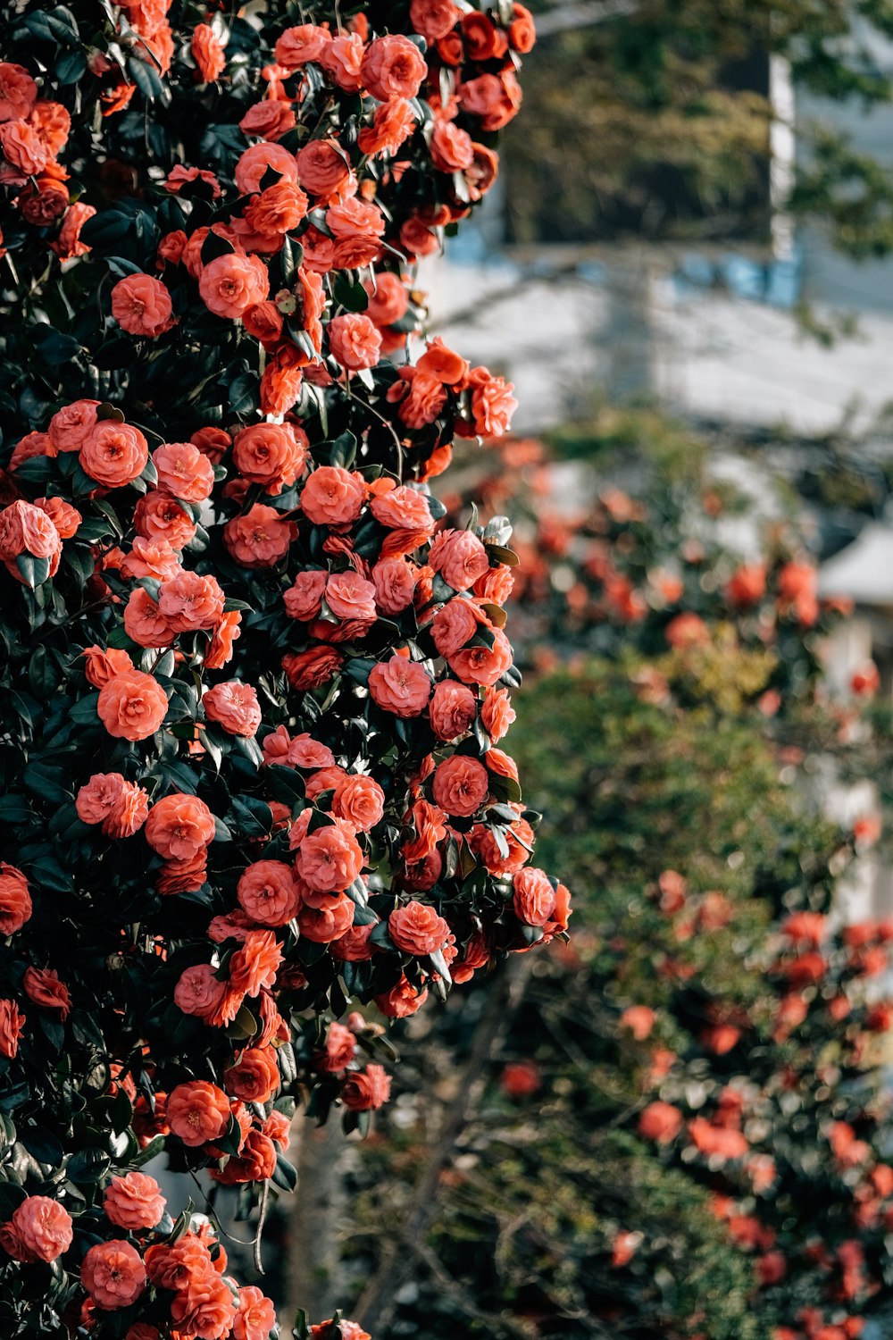 a bush of red flowers with a building in the background