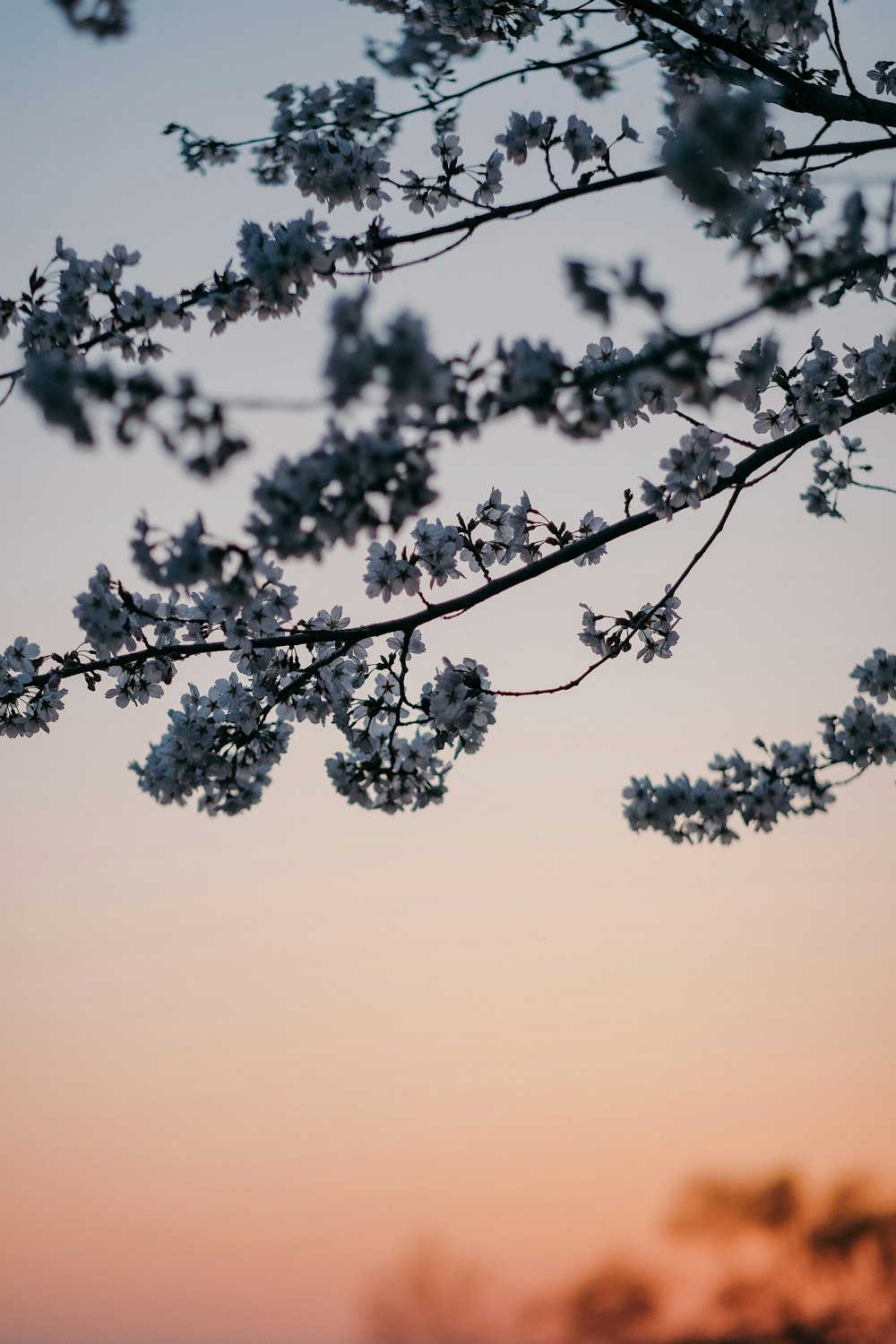 a tree branch with white flowers in front of a sunset