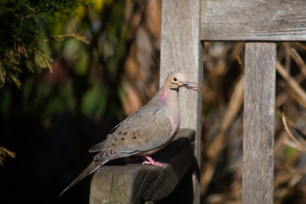 a pigeon sitting on top of a wooden bench