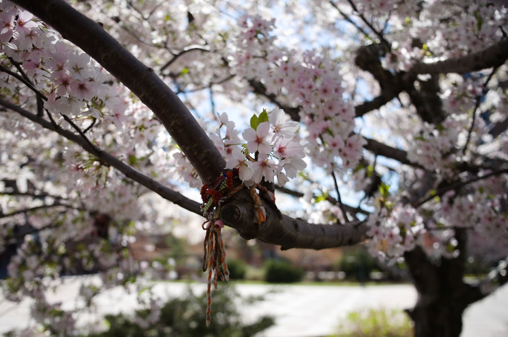 a close up of a tree with pink flowers