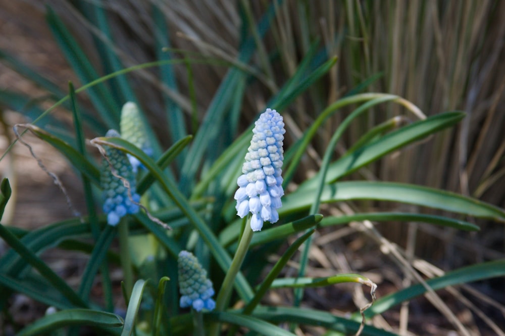 a close up of a plant with blue flowers