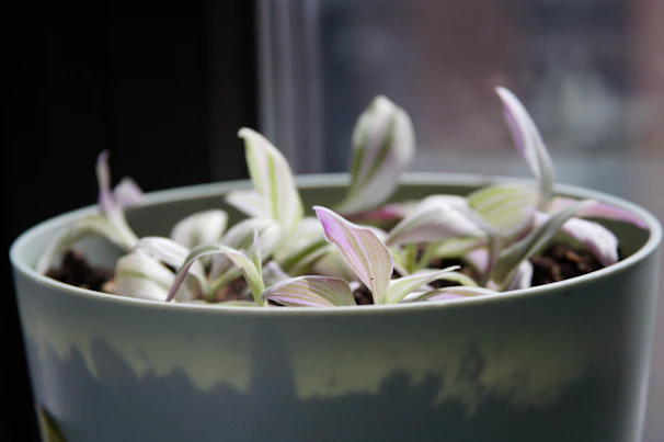Close-up of a delicate green potted plant with fresh leaves, bathed in natural sunlight near a window.
