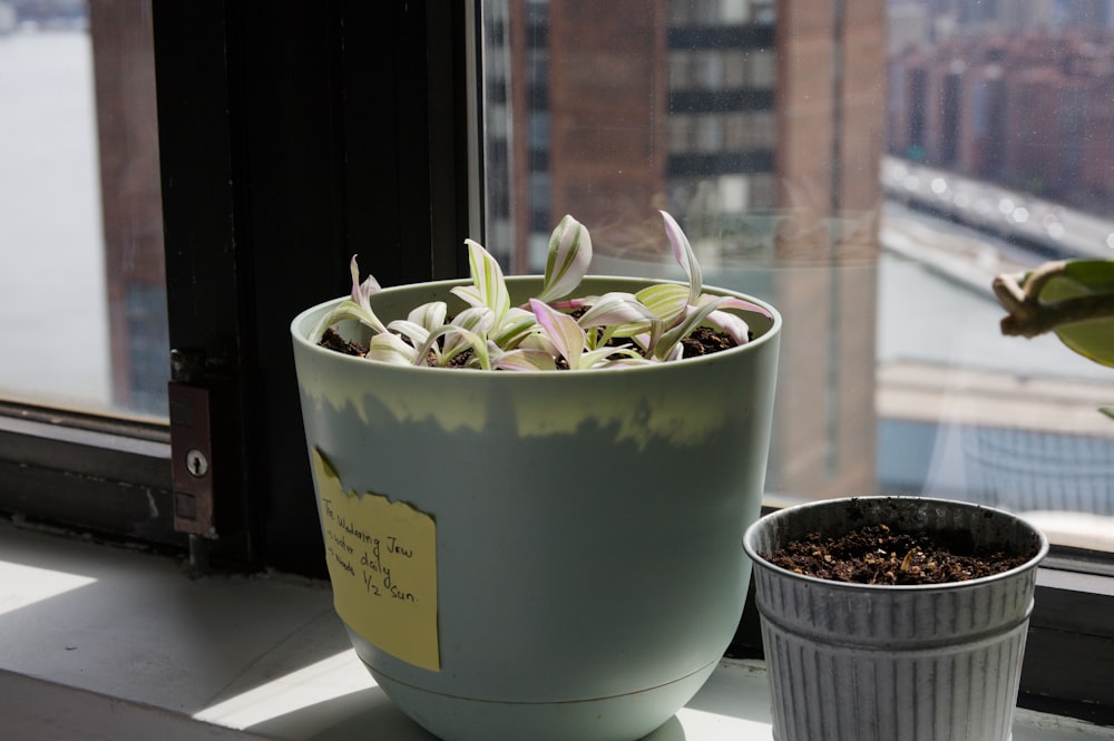 a potted plant sitting next to a window sill