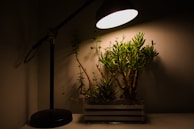 Soft sunlight casting gentle shadows on a minimalist desk with a succulent plant.